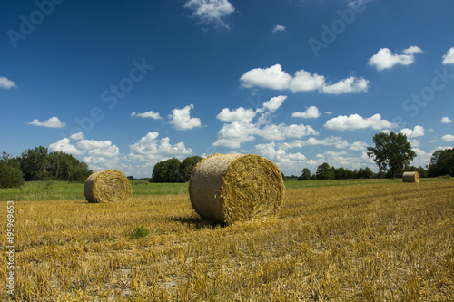 Round hay bales in the field