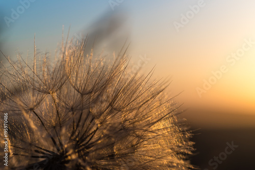 Fototapeta Naklejka Na Ścianę i Meble -  Dandelion closeup against sun and sky during the dawn
