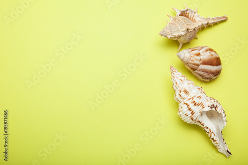 Three sea exotic seashells on a yellow background with an empty space for text.