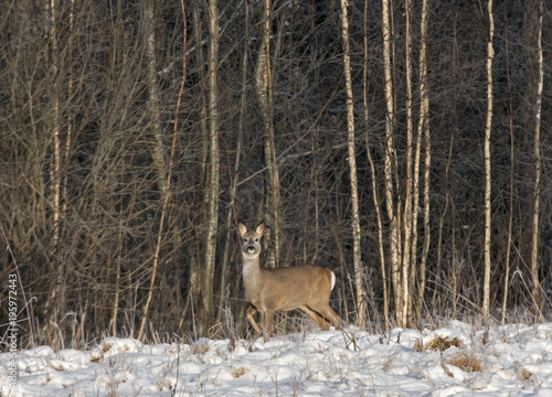 Roe deer  Capreolus capreolus  in the winter forest