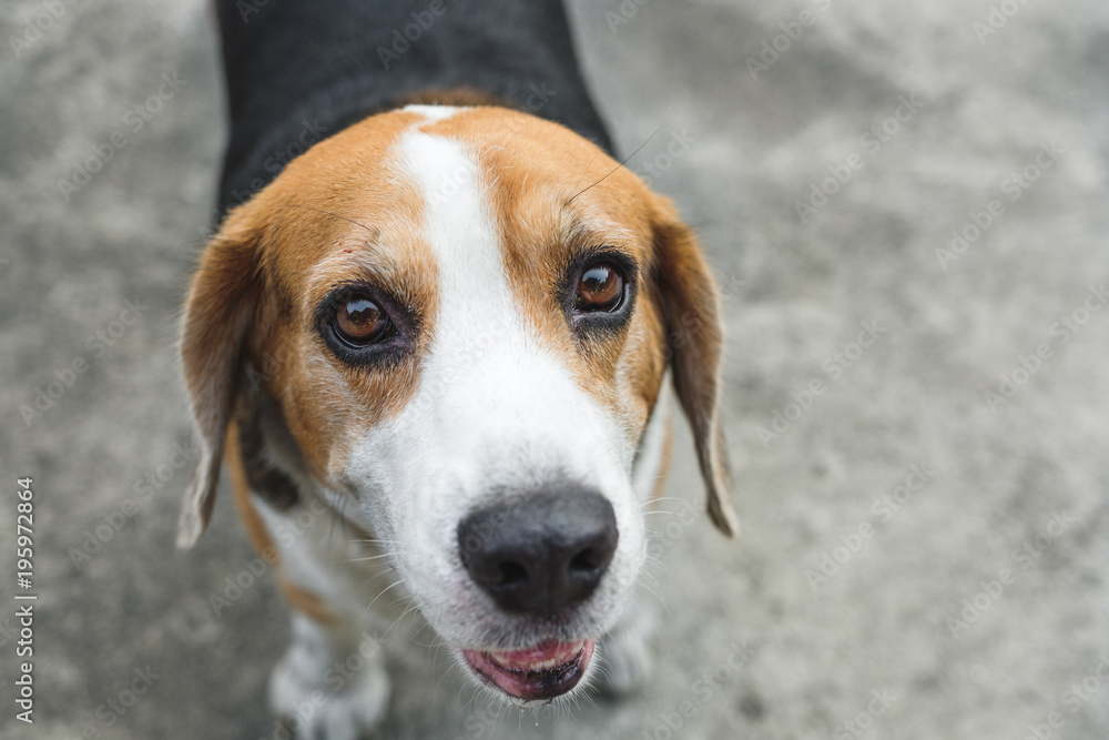 Beagle dogs standing on gray concrete floor Beagle dogs standing on gray concrete floor