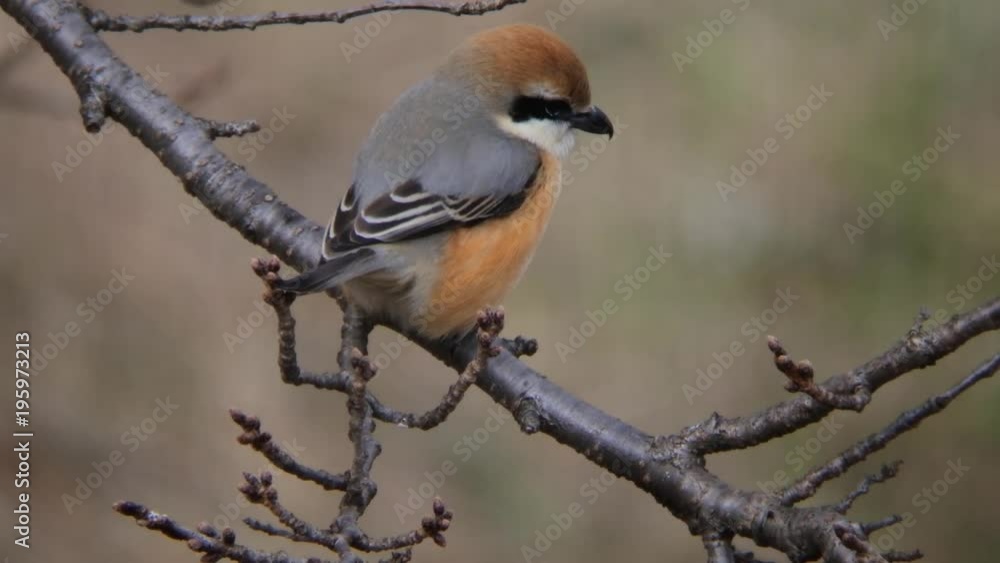 百舌鳥、止り木 百舌鳥、止り木