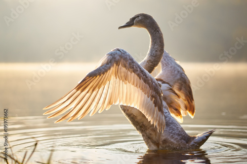 Swan in the lake at the sunset