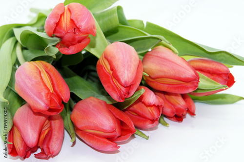 Rote Tulpen freigestellt auf weißem Hintergrund