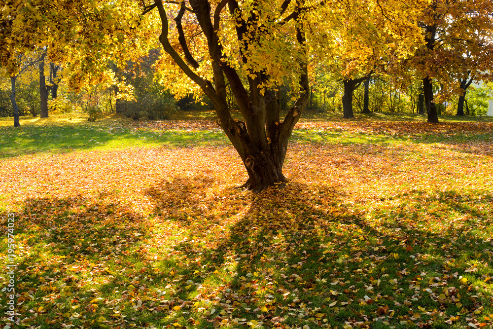 Bright yellow backlight autumn tree on a meadow Bright yellow backlight autumn tree on a meadow