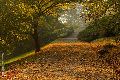 Lane in autumn park under the trees, orange foliage