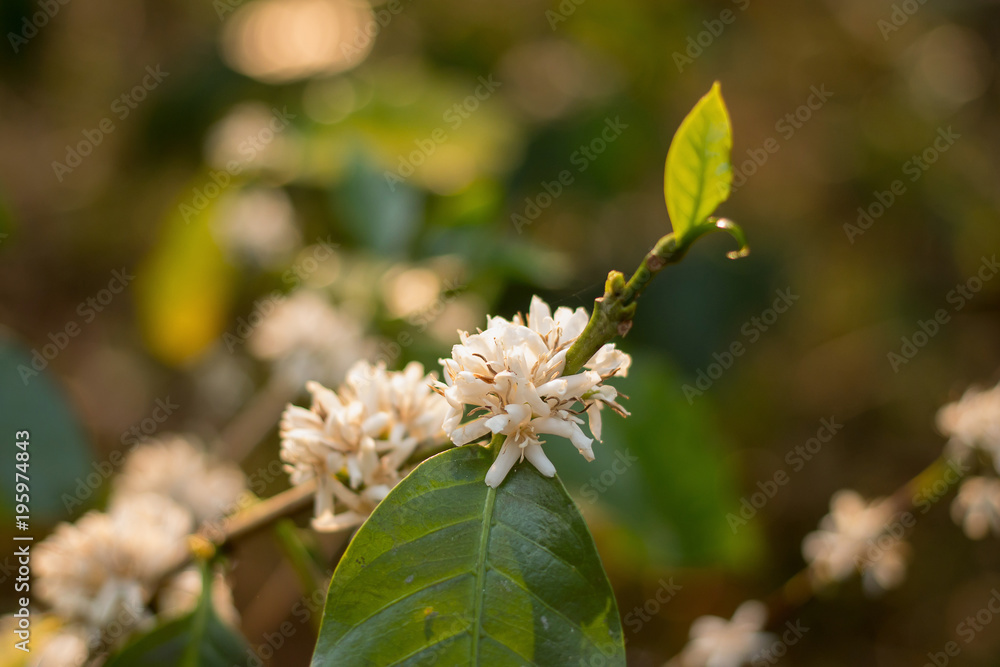 Blooming white Coffee flower on tree in North of thailand Blooming white Coffee flower on tree in North of thailand