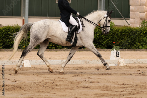 horse in dressage in different garden.