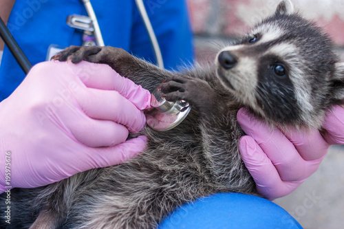 Photography Vet examines raccoon stethoscope
