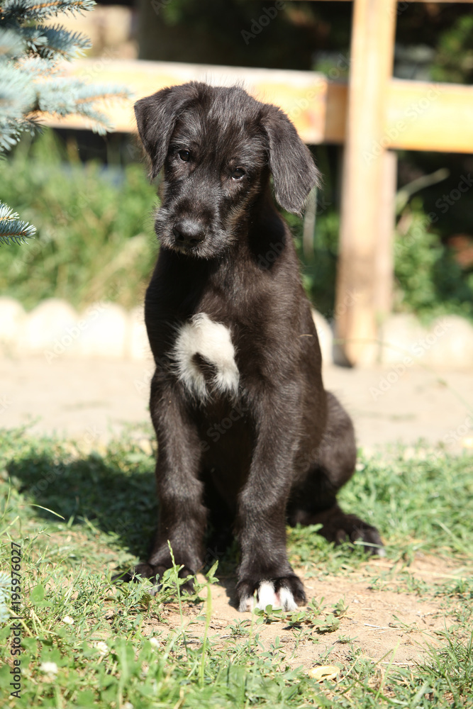 Puppy of irish wolfhound looking at you Puppy of irish wolfhound looking at you