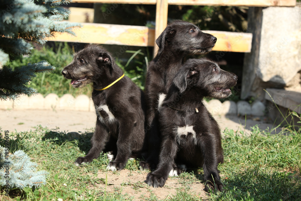 Amazing puppies of irish wolfhound Amazing puppies of irish wolfhound