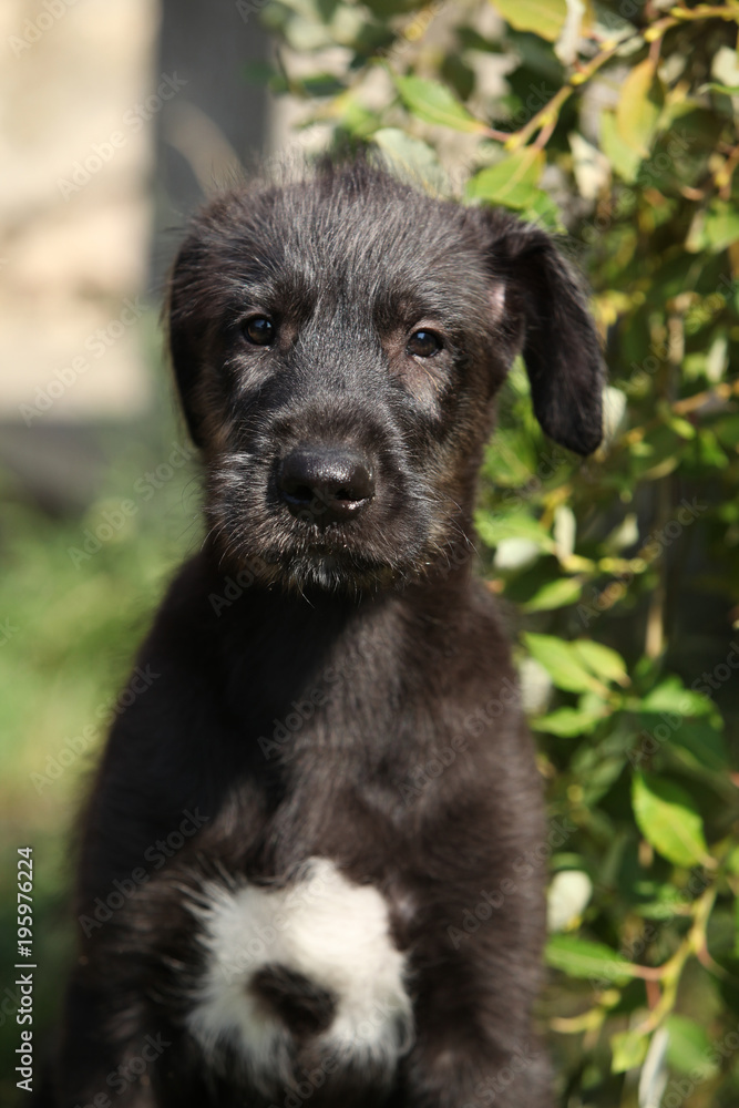 Portrait of amazing irish wolfhound puppy Portrait of amazing irish wolfhound puppy