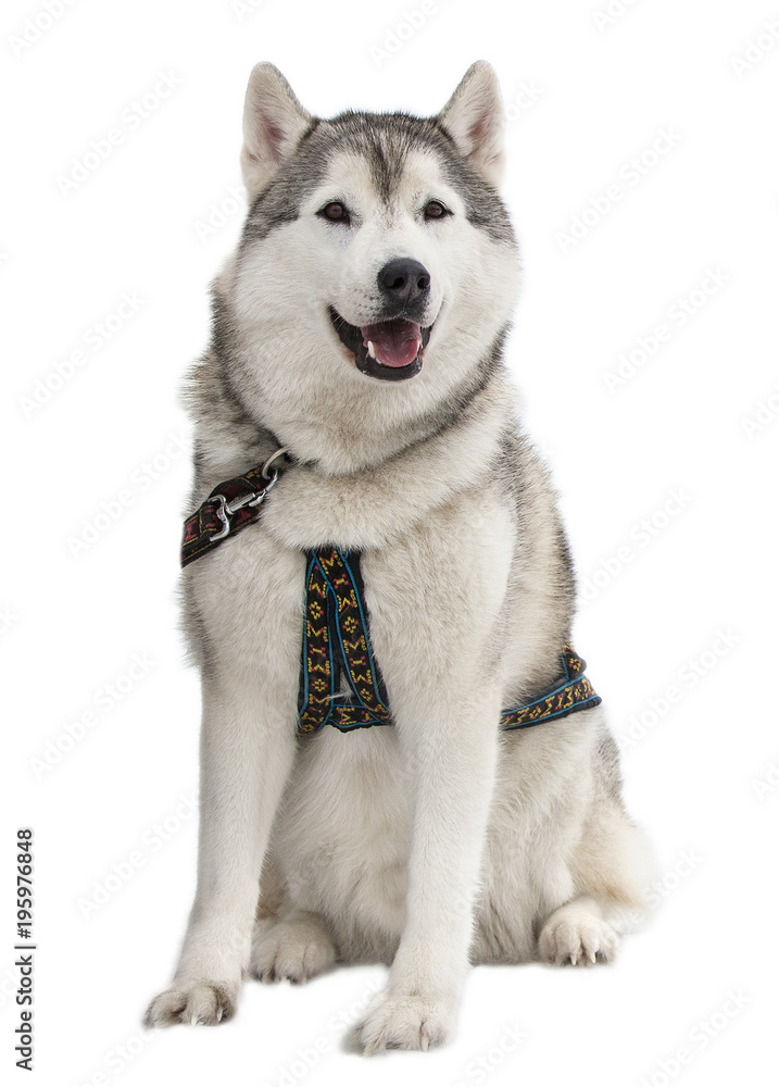 Siberian Husky in front of a white background.