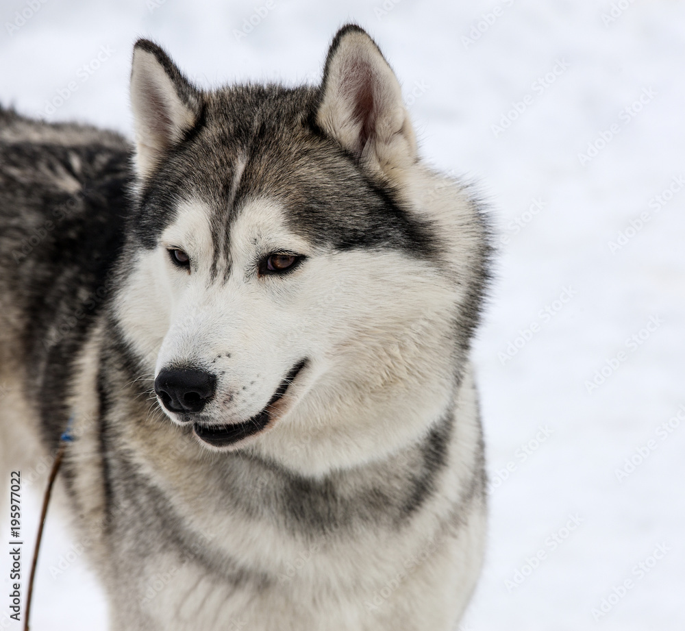 young Husky male tied up