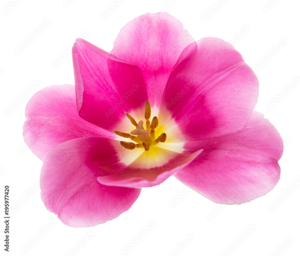 Fototapeta premium pink tulip on a white background