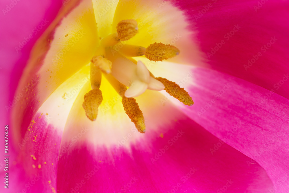 Fototapeta premium pink tulip on a white background
