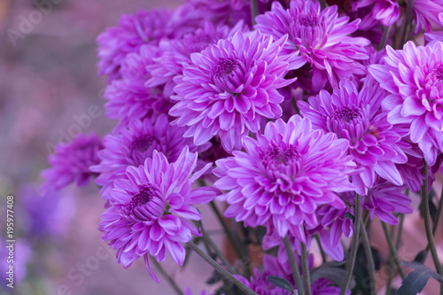 pink-violet chrysanthemum flower background.