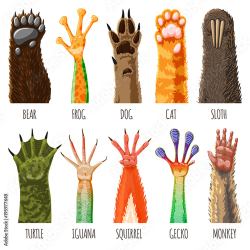 Animal paw vector animalistic pets claw or hand of cat or dog and pawed bear or monkey foot illustration pawky mammals hello set isolated on white background