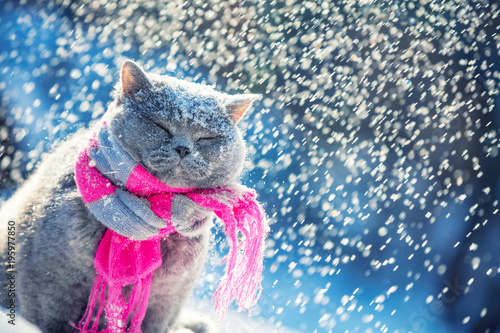 Portrait of a Blue British Shorthair cat, wearing the knitted scarf. Cat sitting outdoors in the snow in winter during snowfall