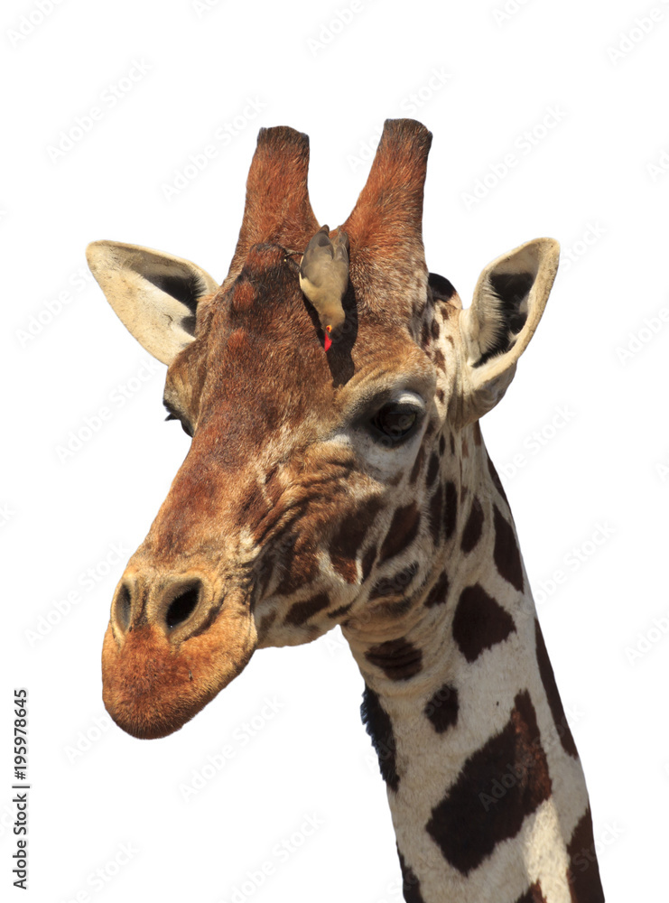 Giraffe portrait with oxpecker bird isolated on white background