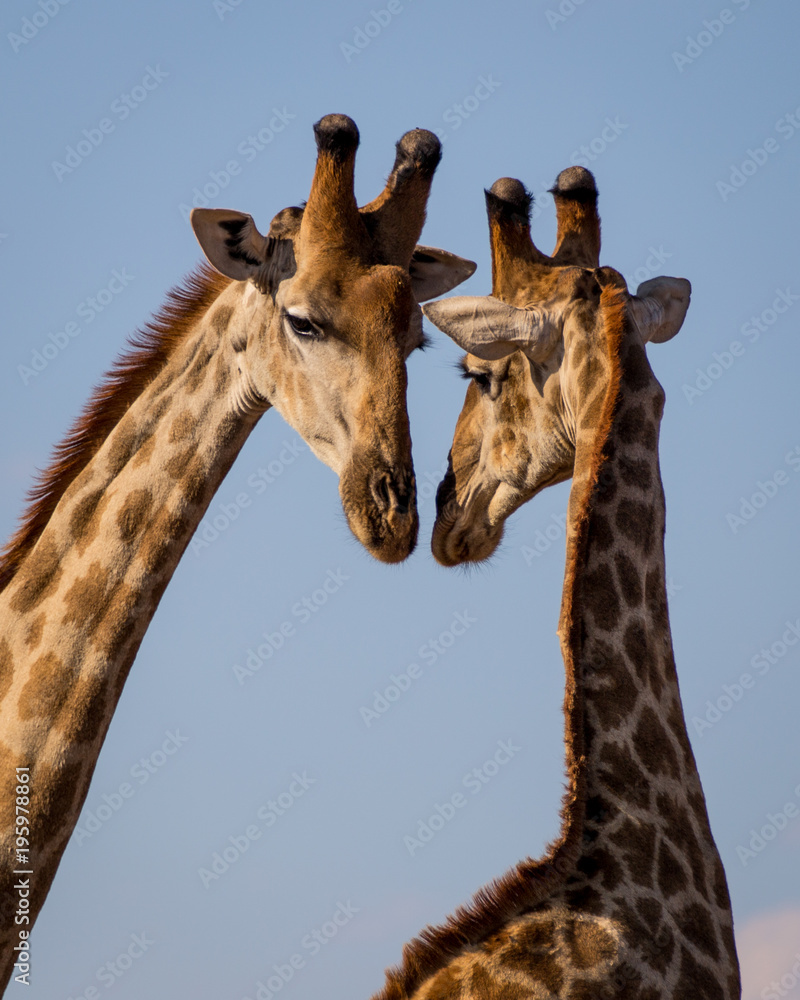 Naklejka premium Friends