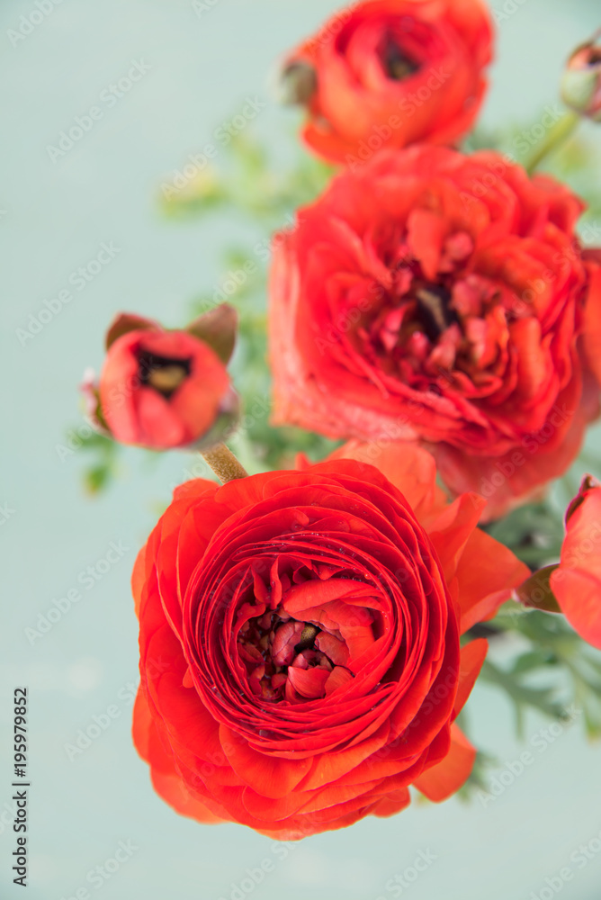 Fototapeta premium 赤いラナンキュラス