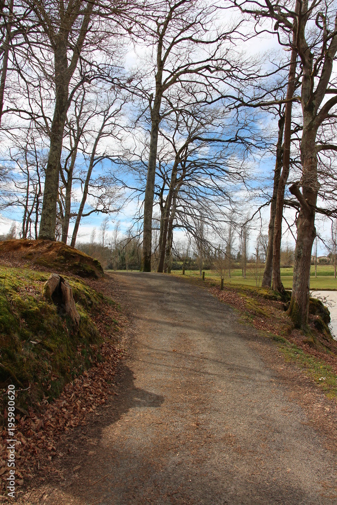 Fototapeta premium Chemin qui mène au bois
