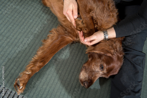 Tierphysiotherapie, Befundung am liegenden Hund,  beugen des  Sprunggelenk photo
