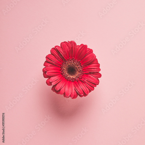 close-up view of beautiful red gerbera flower isolated on pink