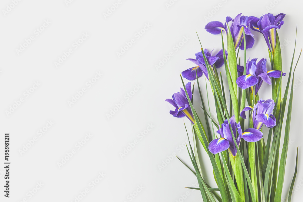 beautiful iris flowers with green leaves on grey