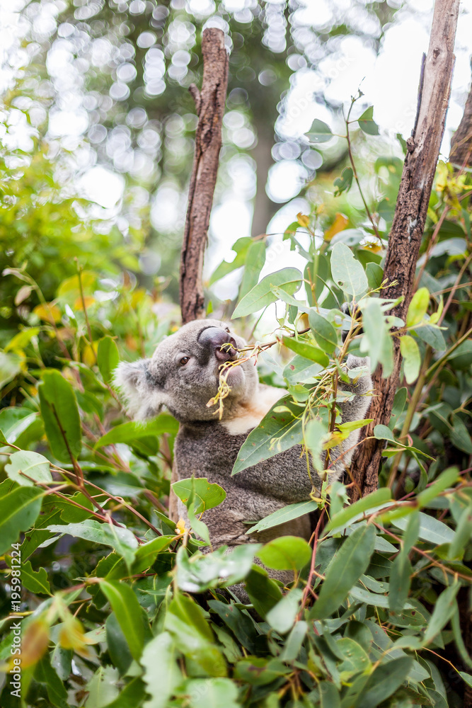 koala bear eating koala bear eating