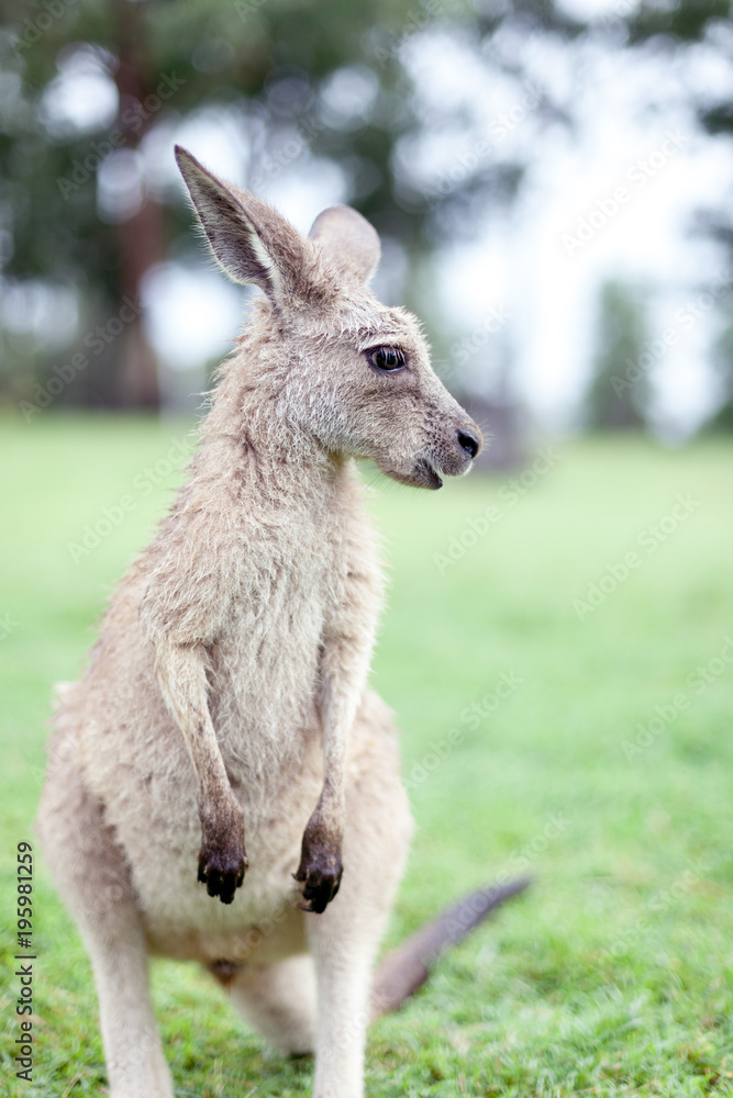 kangaroo in Australia