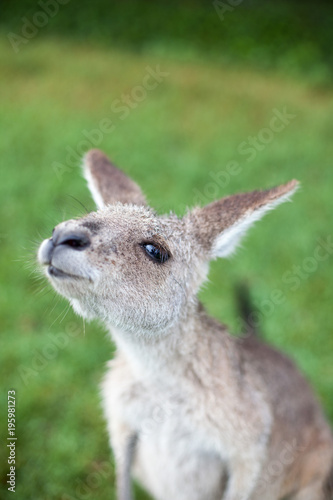 Fototapeta Naklejka Na Ścianę i Meble -  kangaroo in Australia