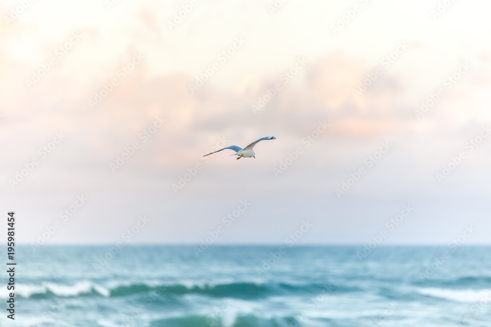seagull over the ocean seagull over the ocean