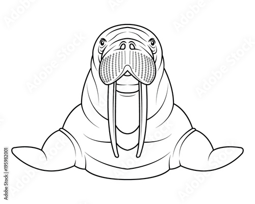 walrus coloriong page vector