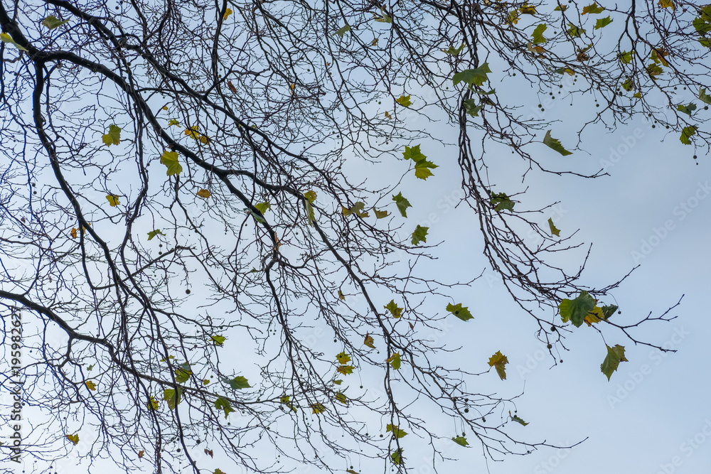 Yellow and Orange leaves, autumn. Yellow and Orange leaves, autumn.
