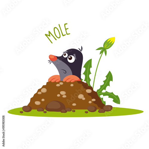 Mole vector illustration