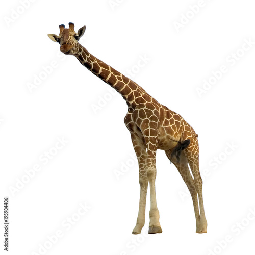 Giraffe isolated. Reticulated Giraffe on white background