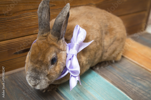 Cute brown rabbit with blue bow on wooden boards background