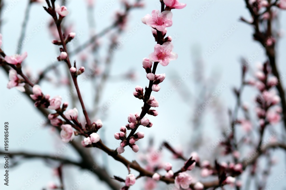Branches with Cherry Blossoms in early spring Branches with Cherry Blossoms in early spring