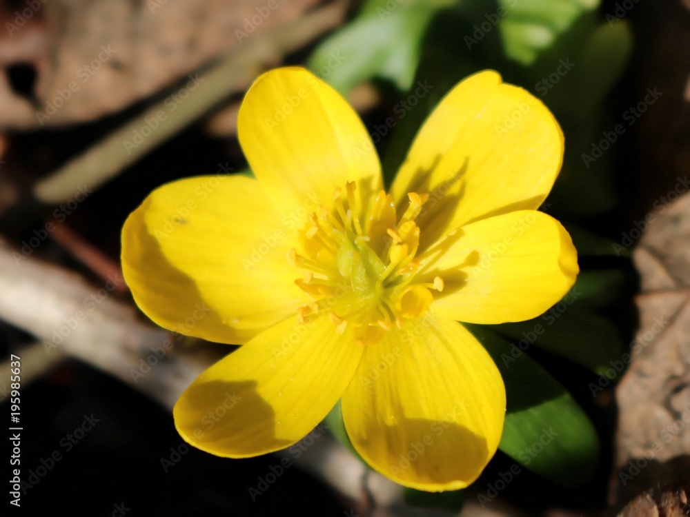 Fototapeta premium Eranthis hyemalis, yellow aconite, blossom, close-up