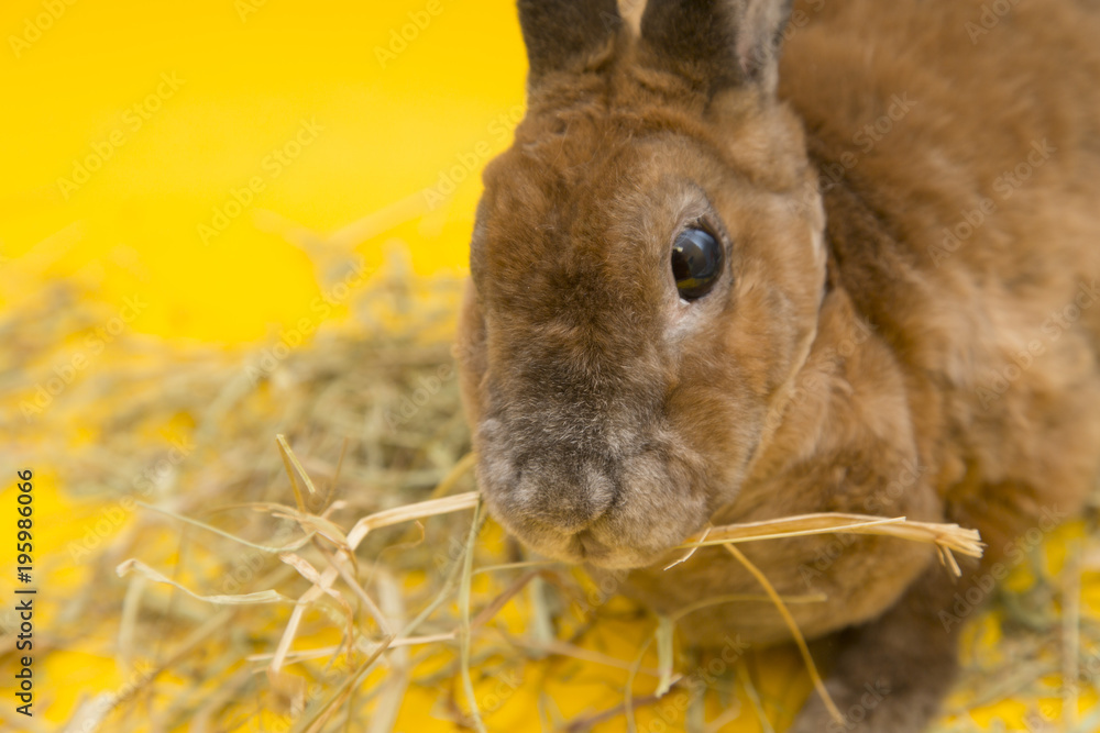 Cute brown rabbit on yellow background eating grass