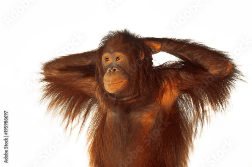 Photography A young orangutan on a white background.