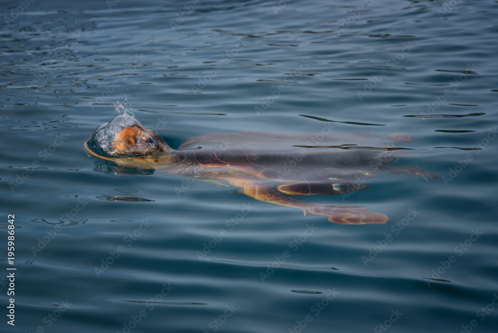 Fototapeta premium Colorful sea turtle (caretta caretta) swimming in the azure sea in Zakynthos Island, Greece. Blue fresh background, wild cute underwater sea animal.