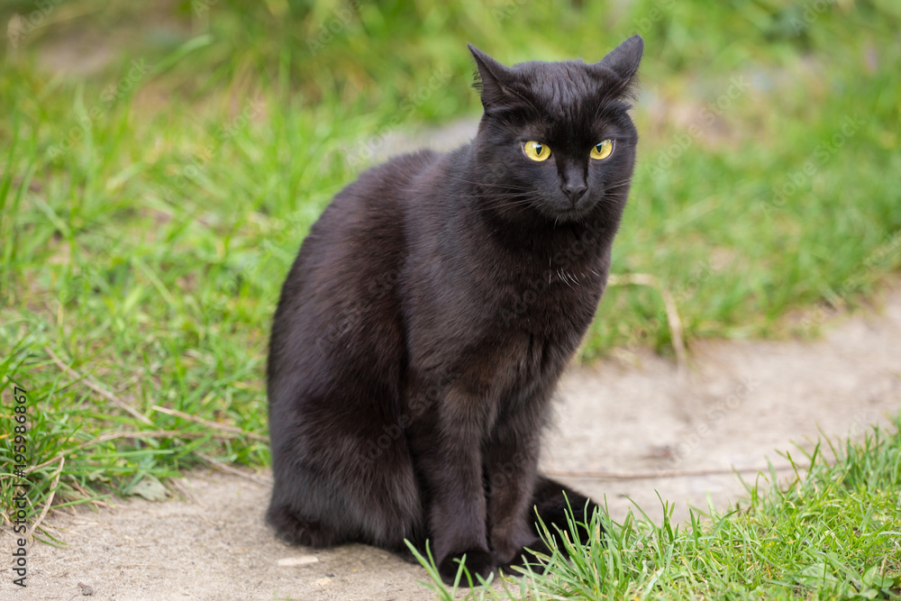 Beautiful cute bombay black cat with yellow eyes sit outdoors in grass nature
