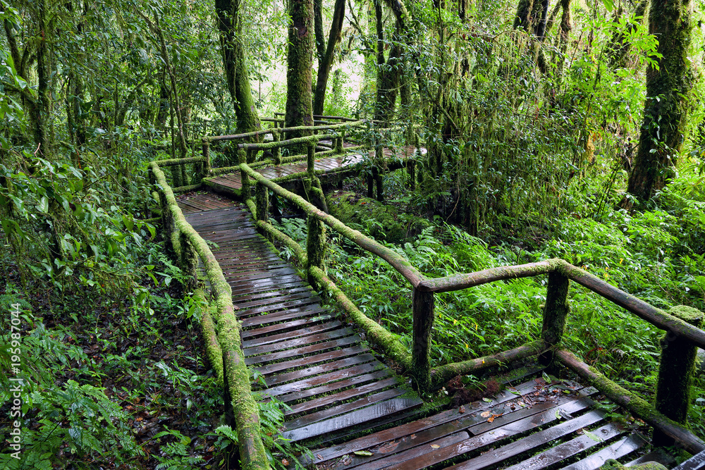 The Nature Trail in the rainforest. The Nature Trail in the rainforest.