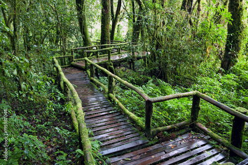 The Nature Trail in the rainforest.