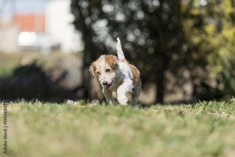 cute terrier dog running on grass cute terrier dog running on grass