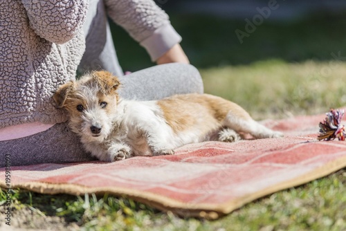 terrier puppy dog portrait