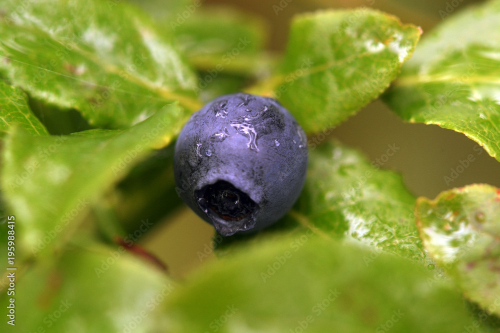 fresh blueberry in the garden fresh blueberry in the garden